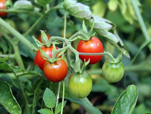 Tomaten Strauch grüne rote Garten