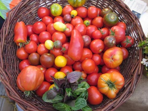 Tomaten bunt Korb