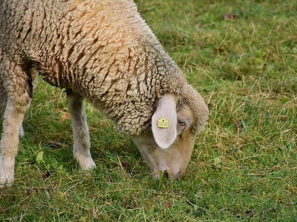 Schaf Wiese frisst