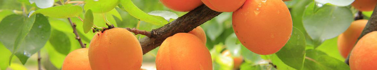 Reife Aprikosen an einem Ast ©pixabay